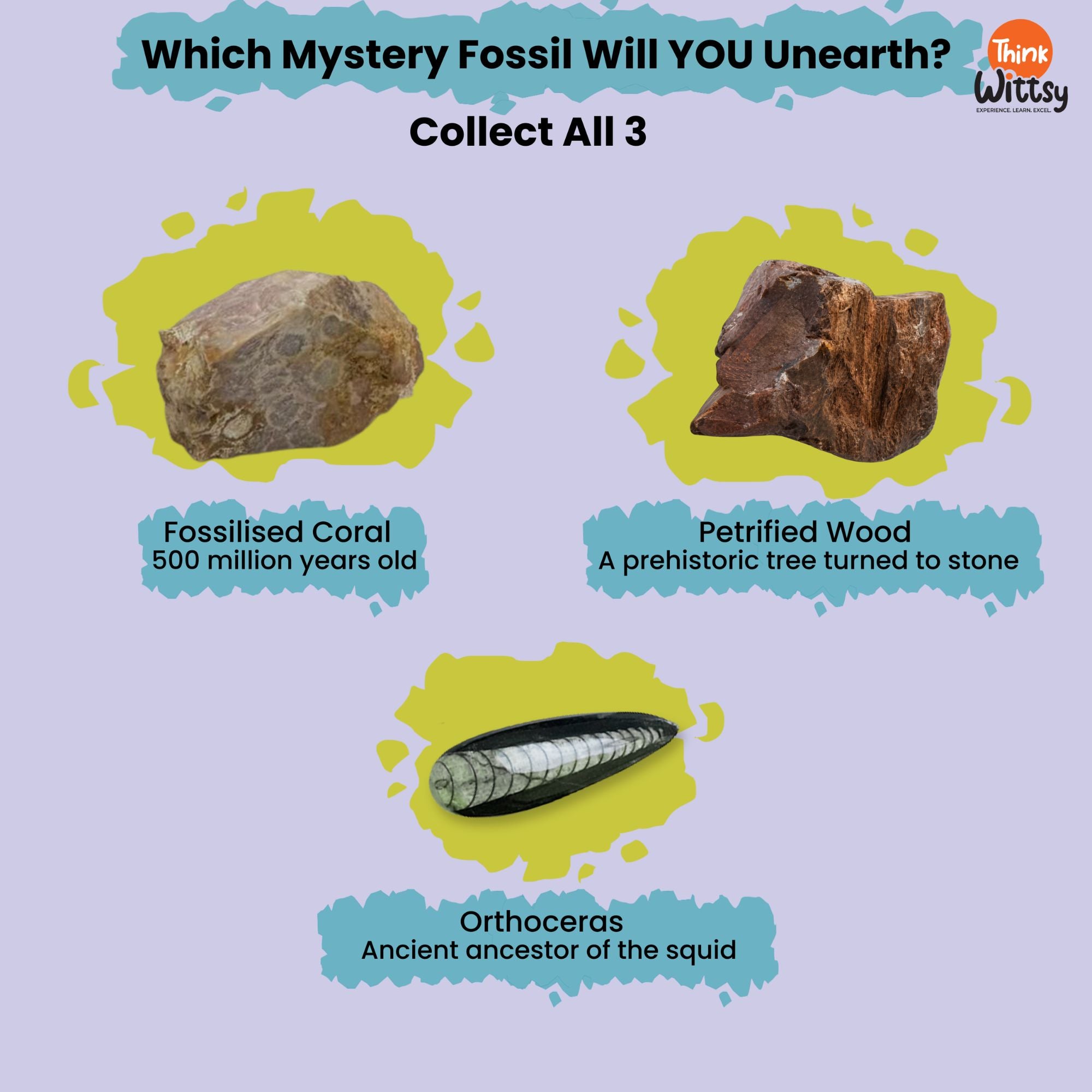 Little Fossil Dig kit